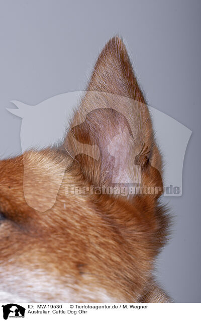 Australian Cattle Dog Ohr / Australian Cattle Dog ear / MW-19530