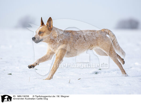 rennender Australian Cattle Dog / running Australian Cattle Dog / MW-19056