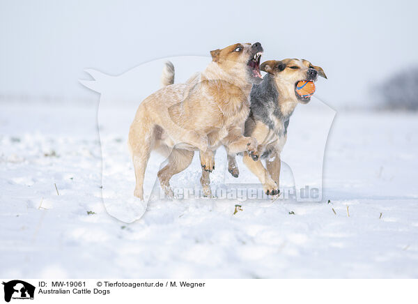 Australian Cattle Dogs / Australian Cattle Dogs / MW-19061