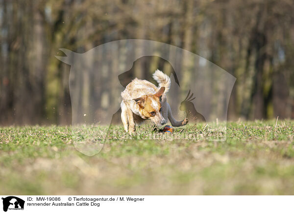 rennender Australian Cattle Dog / running Australian Cattle Dog / MW-19086