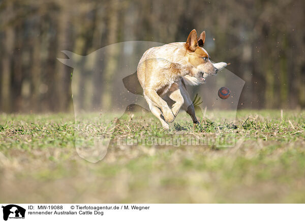 rennender Australian Cattle Dog / running Australian Cattle Dog / MW-19088