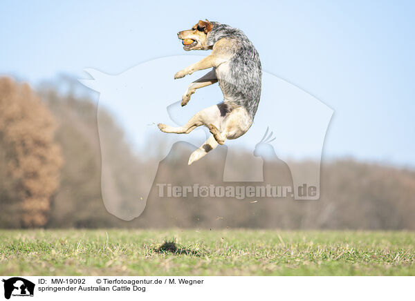 springender Australian Cattle Dog / jumping Australian Cattle Dog / MW-19092