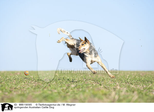 springender Australian Cattle Dog / jumping Australian Cattle Dog / MW-19095