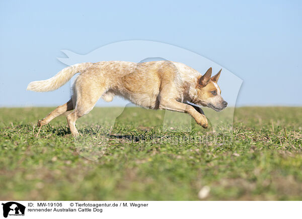 rennender Australian Cattle Dog / running Australian Cattle Dog / MW-19106