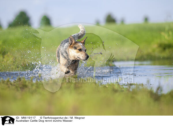 Australian Cattle Dog rennt durchs Wasser / Australian Cattle Dog runs through the water / MW-19117