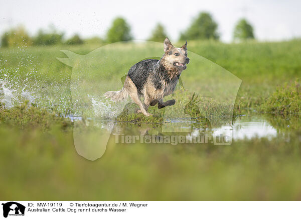 Australian Cattle Dog rennt durchs Wasser / Australian Cattle Dog runs through the water / MW-19119