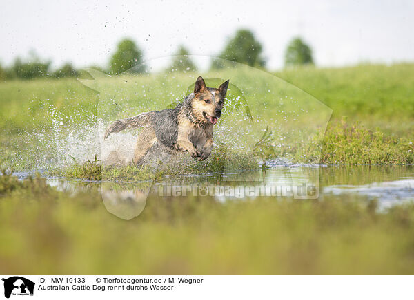 Australian Cattle Dog rennt durchs Wasser / Australian Cattle Dog runs through the water / MW-19133