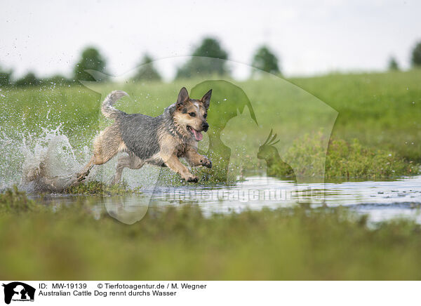 Australian Cattle Dog rennt durchs Wasser / Australian Cattle Dog runs through the water / MW-19139