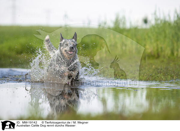 Australian Cattle Dog rennt durchs Wasser / Australian Cattle Dog runs through the water / MW-19142