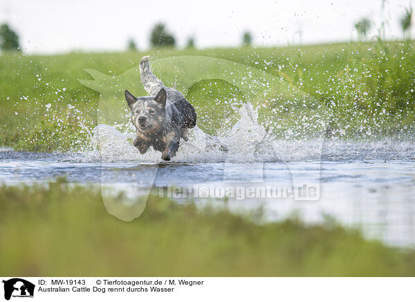 Australian Cattle Dog rennt durchs Wasser / Australian Cattle Dog runs through the water / MW-19143