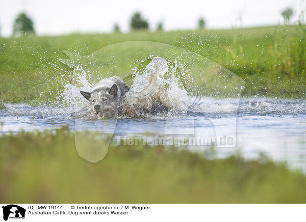Australian Cattle Dog rennt durchs Wasser / Australian Cattle Dog runs through the water / MW-19144