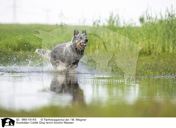 Australian Cattle Dog rennt durchs Wasser / Australian Cattle Dog runs through the water / MW-19145