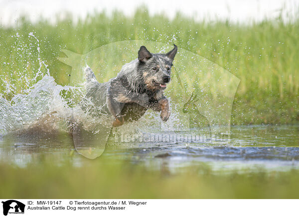 Australian Cattle Dog rennt durchs Wasser / Australian Cattle Dog runs through the water / MW-19147