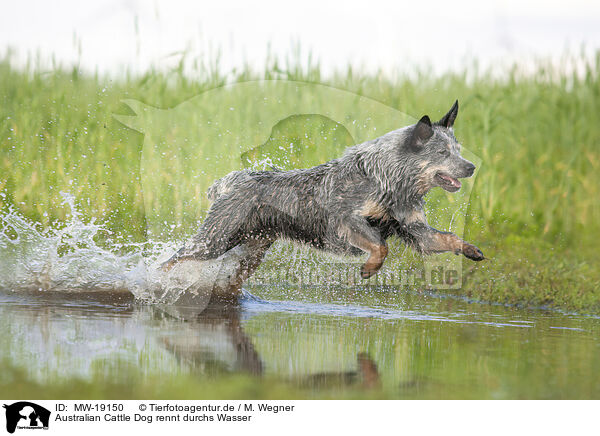 Australian Cattle Dog rennt durchs Wasser / Australian Cattle Dog runs through the water / MW-19150