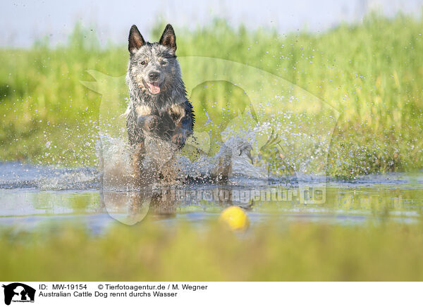 Australian Cattle Dog rennt durchs Wasser / Australian Cattle Dog runs through the water / MW-19154
