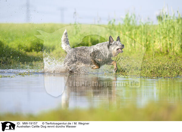 Australian Cattle Dog rennt durchs Wasser / Australian Cattle Dog runs through the water / MW-19157