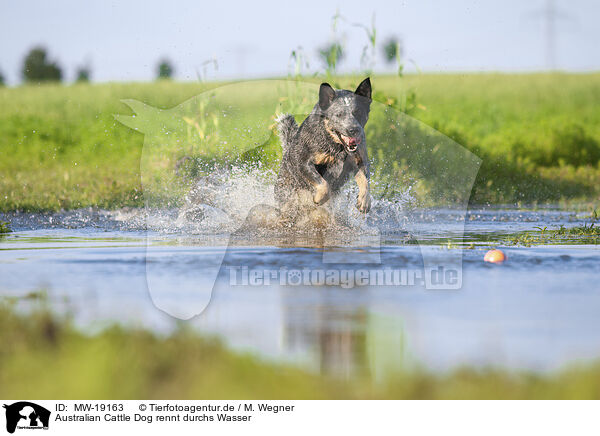 Australian Cattle Dog rennt durchs Wasser / Australian Cattle Dog runs through the water / MW-19163