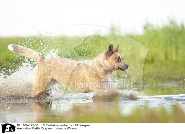 Australian Cattle Dog rennt durchs Wasser / Australian Cattle Dog runs through the water / MW-19168
