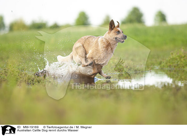 Australian Cattle Dog rennt durchs Wasser / Australian Cattle Dog runs through the water / MW-19169