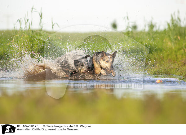 Australian Cattle Dog rennt durchs Wasser / Australian Cattle Dog runs through the water / MW-19175