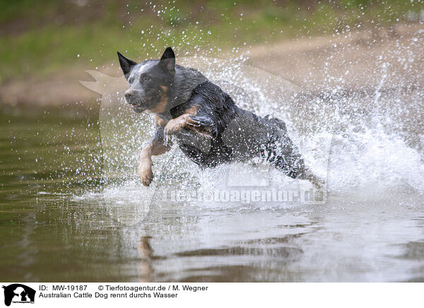 Australian Cattle Dog rennt durchs Wasser / Australian Cattle Dog runs through the water / MW-19187