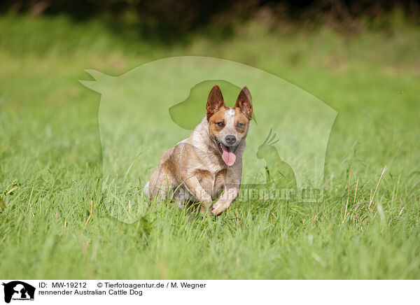 rennender Australian Cattle Dog / running Australian Cattle Dog / MW-19212