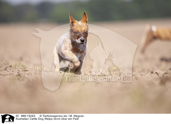 Australian Cattle Dog Welpe rennt ber ein Feld / Australian cattle dog puppy running across a field / MW-19283