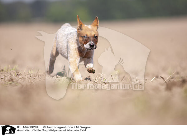 Australian Cattle Dog Welpe rennt ber ein Feld / MW-19284