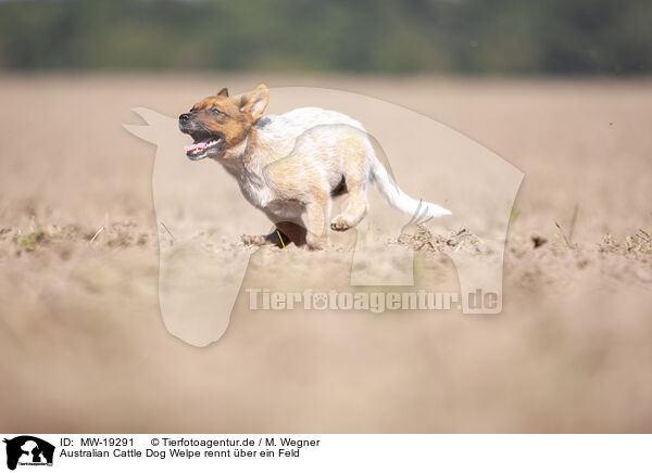 Australian Cattle Dog Welpe rennt ber ein Feld / MW-19291