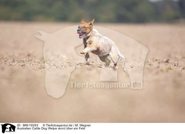 Australian Cattle Dog Welpe rennt ber ein Feld / Australian cattle dog puppy running across a field / MW-19293