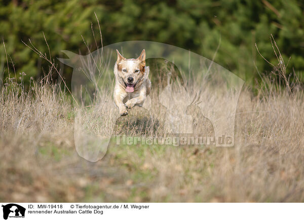 rennender Australian Cattle Dog / running Australian Cattle Dog / MW-19418