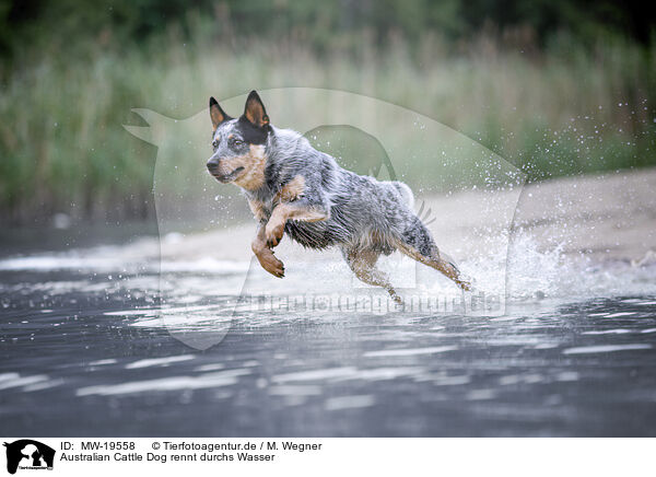 Australian Cattle Dog rennt durchs Wasser / Australian Cattle Dog runs through the water / MW-19558