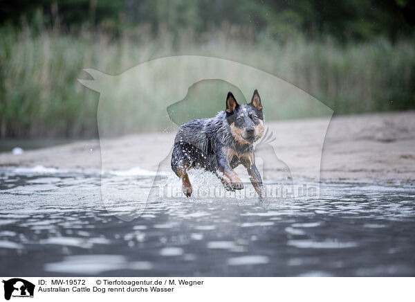 Australian Cattle Dog rennt durchs Wasser / Australian Cattle Dog runs through the water / MW-19572