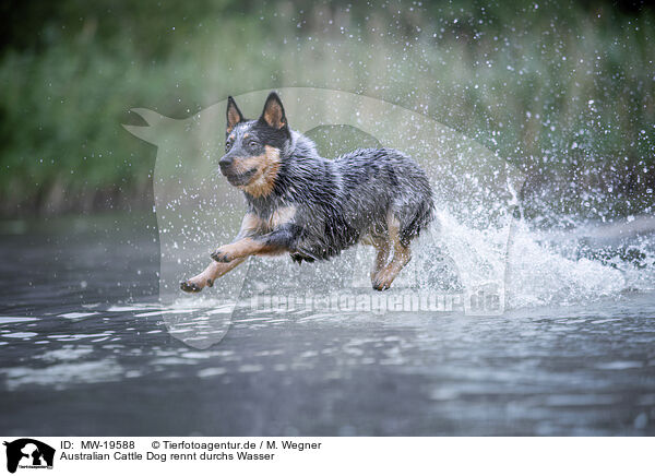 Australian Cattle Dog rennt durchs Wasser / Australian Cattle Dog runs through the water / MW-19588