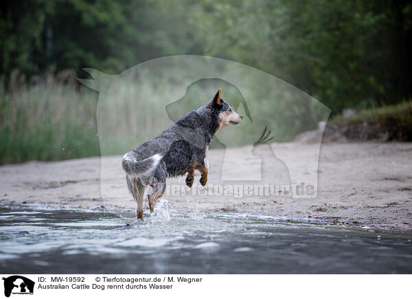 Australian Cattle Dog rennt durchs Wasser / Australian Cattle Dog runs through the water / MW-19592