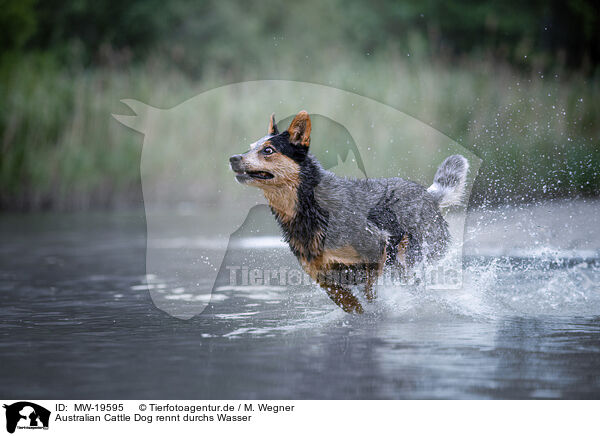Australian Cattle Dog rennt durchs Wasser / Australian Cattle Dog runs through the water / MW-19595