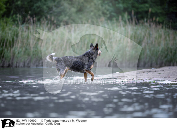 stehender Australian Cattle Dog / standing Australian Cattle Dog / MW-19600