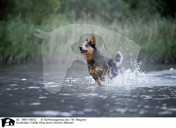 Australian Cattle Dog rennt durchs Wasser / Australian Cattle Dog runs through the water / MW-19602