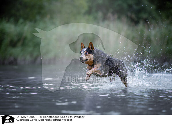 Australian Cattle Dog rennt durchs Wasser / Australian Cattle Dog runs through the water / MW-19603