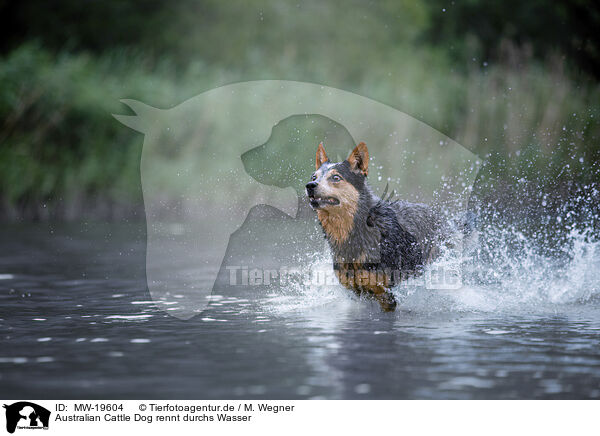 Australian Cattle Dog rennt durchs Wasser / Australian Cattle Dog runs through the water / MW-19604