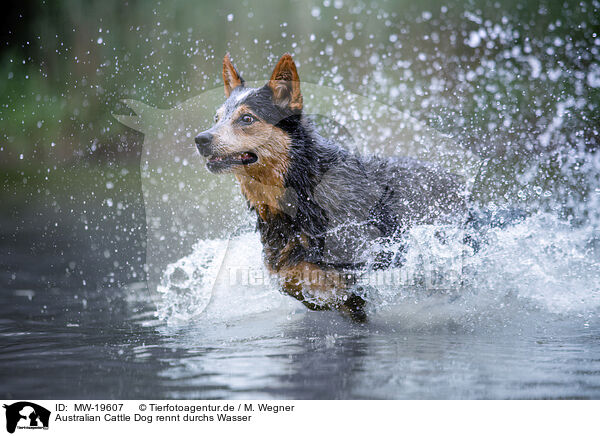 Australian Cattle Dog rennt durchs Wasser / Australian Cattle Dog runs through the water / MW-19607