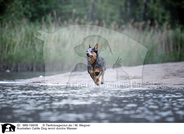 Australian Cattle Dog rennt durchs Wasser / Australian Cattle Dog runs through the water / MW-19608