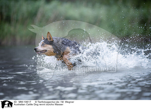 Australian Cattle Dog rennt durchs Wasser / Australian Cattle Dog runs through the water / MW-19617