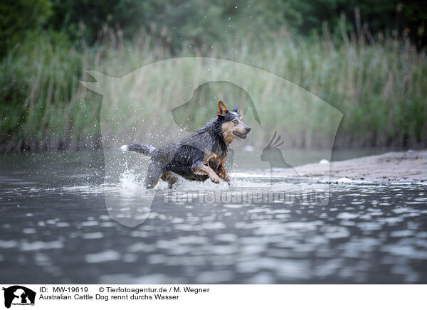 Australian Cattle Dog rennt durchs Wasser / Australian Cattle Dog runs through the water / MW-19619