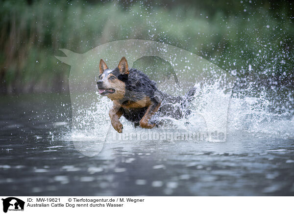 Australian Cattle Dog rennt durchs Wasser / Australian Cattle Dog runs through the water / MW-19621