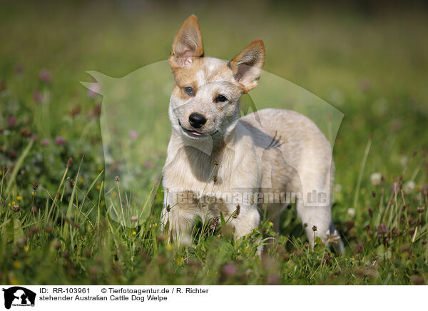 stehender Australian Cattle Dog Welpe / standing Australian Cattle Dog puppy / RR-103961