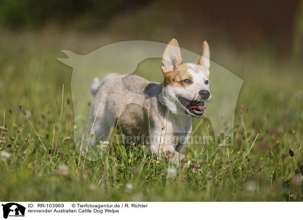 rennender Australian Cattle Dog Welpe / running Australian Cattle Dog puppy / RR-103969