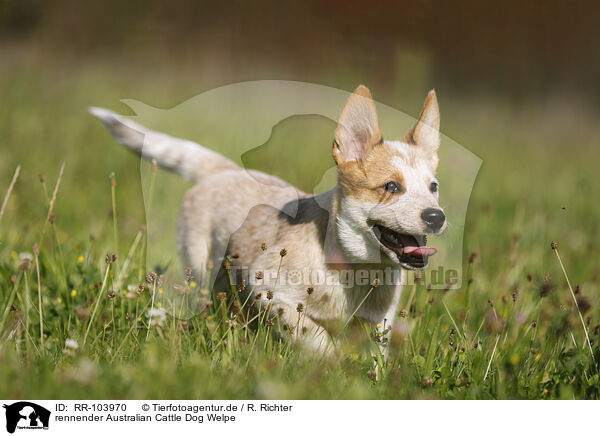 rennender Australian Cattle Dog Welpe / running Australian Cattle Dog puppy / RR-103970