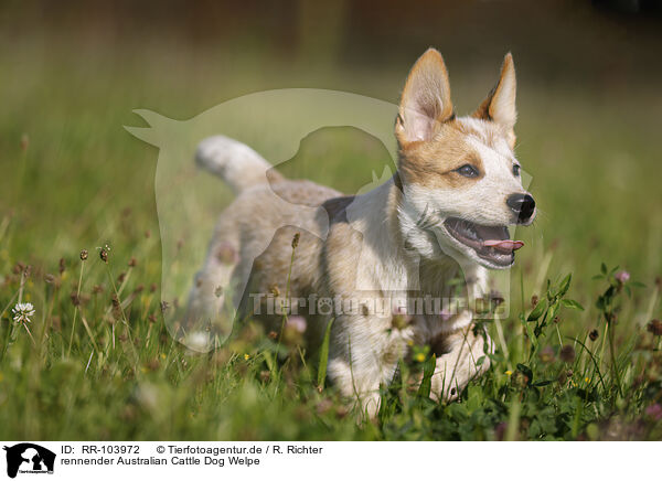 rennender Australian Cattle Dog Welpe / running Australian Cattle Dog puppy / RR-103972