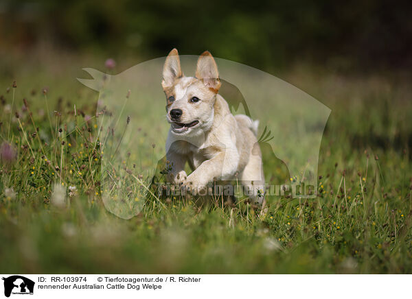rennender Australian Cattle Dog Welpe / RR-103974